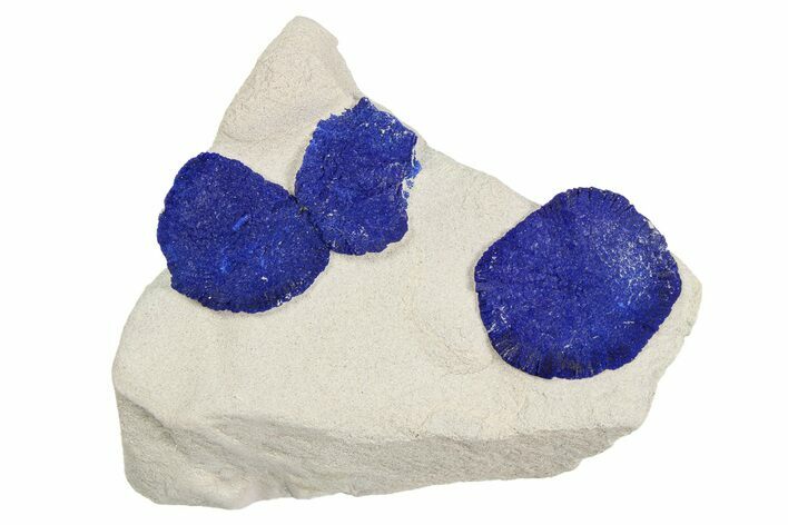 Vibrant Blue Azurite Suns on Siltstone - Australia #254047